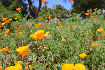 Fototapeta premium Golden Poppies in Full Bloom