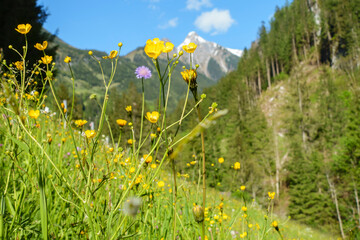Almwiese mit frischen Wiesenblumen in den Alpen