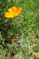 Golden Poppies in Full Bloom