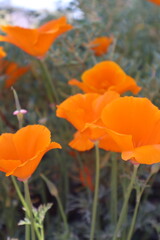 Obraz premium Golden Poppies in Full Bloom