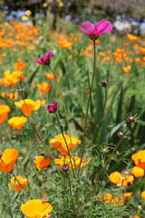 Obraz premium Golden Poppies in Full Bloom