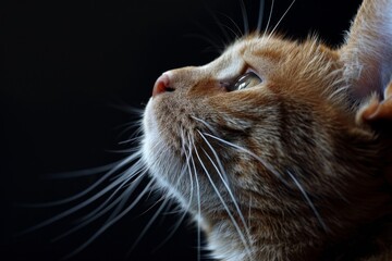 Fluffy cat looking up on a black background
