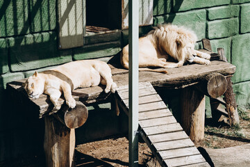 light-colored lionі resting in the sun in the zoo. animals in captivity