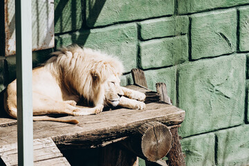 light-colored lion resting in the sun in the zoo. animals in captivity