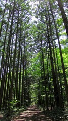 Obraz premium Aokigahara Forest, where ancient trees and shadows intertwine.