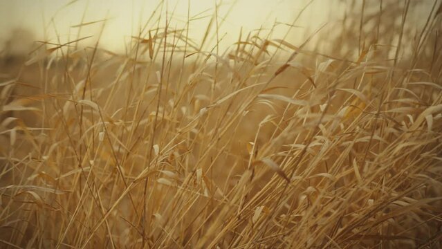 Background pattern of dry grass the wind stirs the steppe grass on a warm autumn day, creating a picturesque landscape of swaying golden stems. Autumn dried grass moves under the influence of the wind