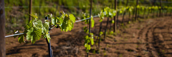 Close up of a vine twig with green leaves in a vineyard