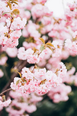 pink sakura flowers in spring on a tree