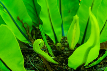 Baby Fern Sprout Cobra Bird Nest Fern Amidst Lush Green Nature background.