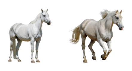 Set of White horses standing and running isolated transparent PNG background