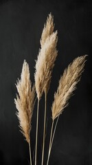 Dried pampas grass on a black background
