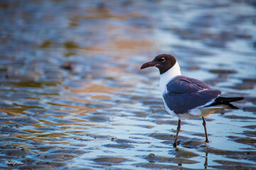 sand piper on the beach
