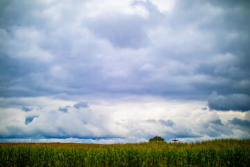 Obraz premium clouds over the field