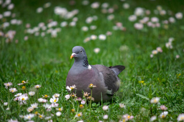 Gray pigeon on a flowery green lawn