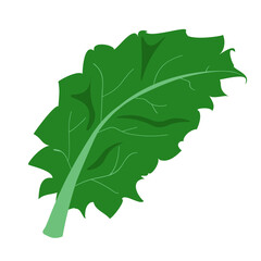 Lettuce leaf, vegetable drawn in vector