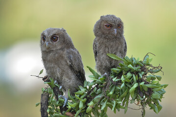 Eurasian scoop owls on a tree branch