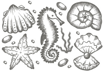 Summer Marine Illustrations. Vectors. Sea. Ocean