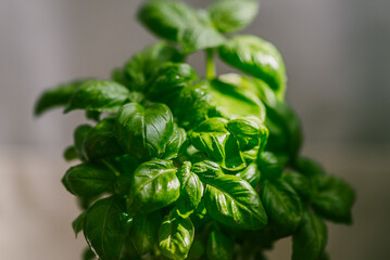 Close-up view of vibrant green basil leaves with visible water droplets, illuminated by soft natural light, showcasing the plant's fresh and healthy appearance.