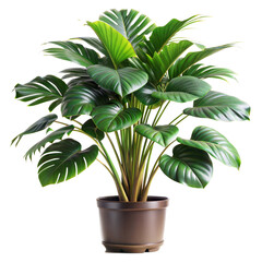 A thriving potted houseplant with large green leaves, showcased against a transparent backdrop