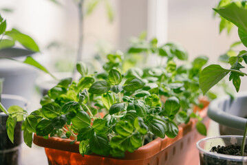 Lush indoor garden of basil plants arranged in a terracotta pot on a windowsill, bathed in soft...