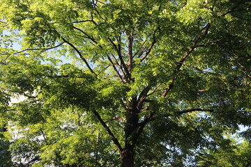 leaves and sun