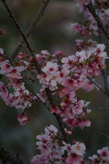 pink cherry blossoms