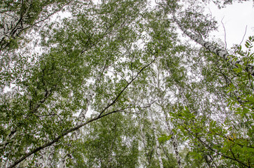 birch forest view from below into the sky, autumn landscape
