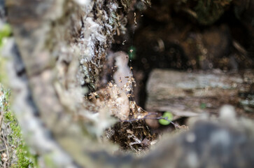 The hole in the bark of a tree in the forest, close-up