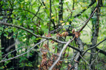 Autumn leaves on a branch in the forest. Selective focus