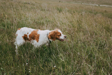 Breton of white-red color during hunting in the field, on the move