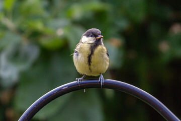 A close up of a  juvenile Parus Major, commonly known as a Great Tit, with selective focus