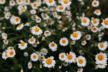 Daisies flowers on the field close-up
