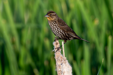 A female red-winged black bird standing on a bulrush reed with green in the background