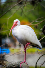 American White Ibis in a tree on one leg
