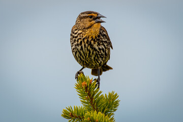 A female red-winged black bird standing at the top of a pine tree with blue sky in the background