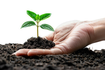 The hand holding the green sprout. The concept of growing, protecting and nurturing a new life.