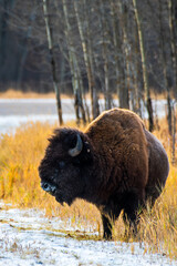 bison in elk island national park © DWNB Photography