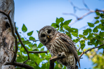 Barred Owl in a tree surrounded by green leaves with a blue sky in the background looking down at photographer.