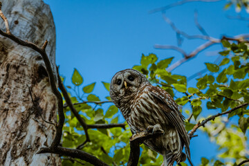 Barred Owl in a tree surrounded by green leaves with a blue sky in the background