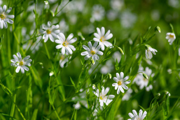 Stellaria holostea bright white wild flowering forest plants, rabelera greater starwort addersmeat flowers in bloom