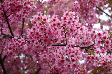 Wild Himalayan Cherry flowers bloomed into a beautiful pink color. The scientific name is flora Prunus cerasoides