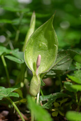 Fototapeta premium Arum maculatum green lily flowers in bloom in the forest, snakeshead flowering plant