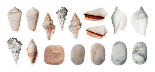 Sea shells and and sea pebble of various shapes set isolated. Summer vacation design element ocean, sea or beach. PNG with transparent background. Clipping path. Flat lay