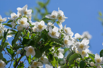 Philadelphus coronarius sweet mock-orange white flowers in bloom on shrub branches, flowering English dogwood ornamental plant