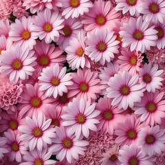 Fototapeta premium pink chrysanthemum flowers