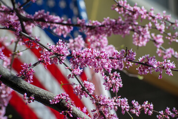 A tree with pink flowers and an American flag in the background