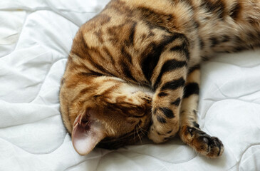 sweet sleep. Close-up the Bengal cat covers its face with its paw and sleeps