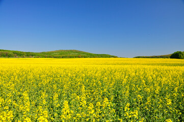 Obraz premium Blooming.