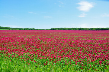 He is a red field.