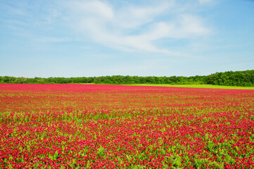 He is a red field.